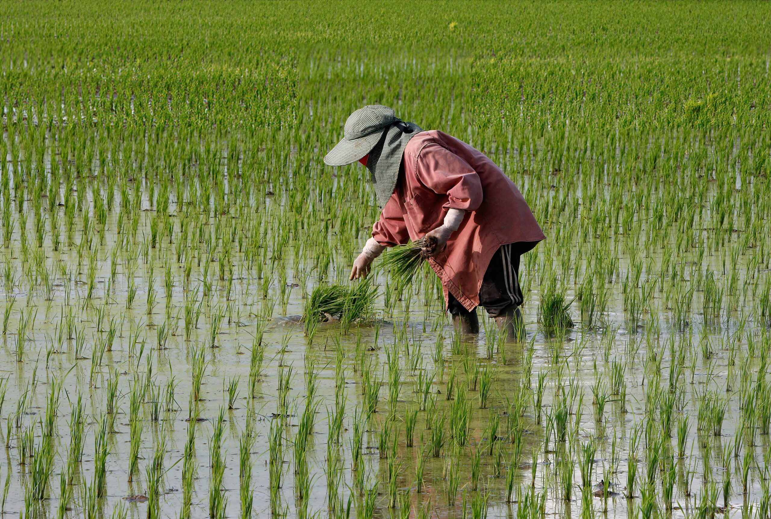 A Thai rice farmer - Photo - CNBC