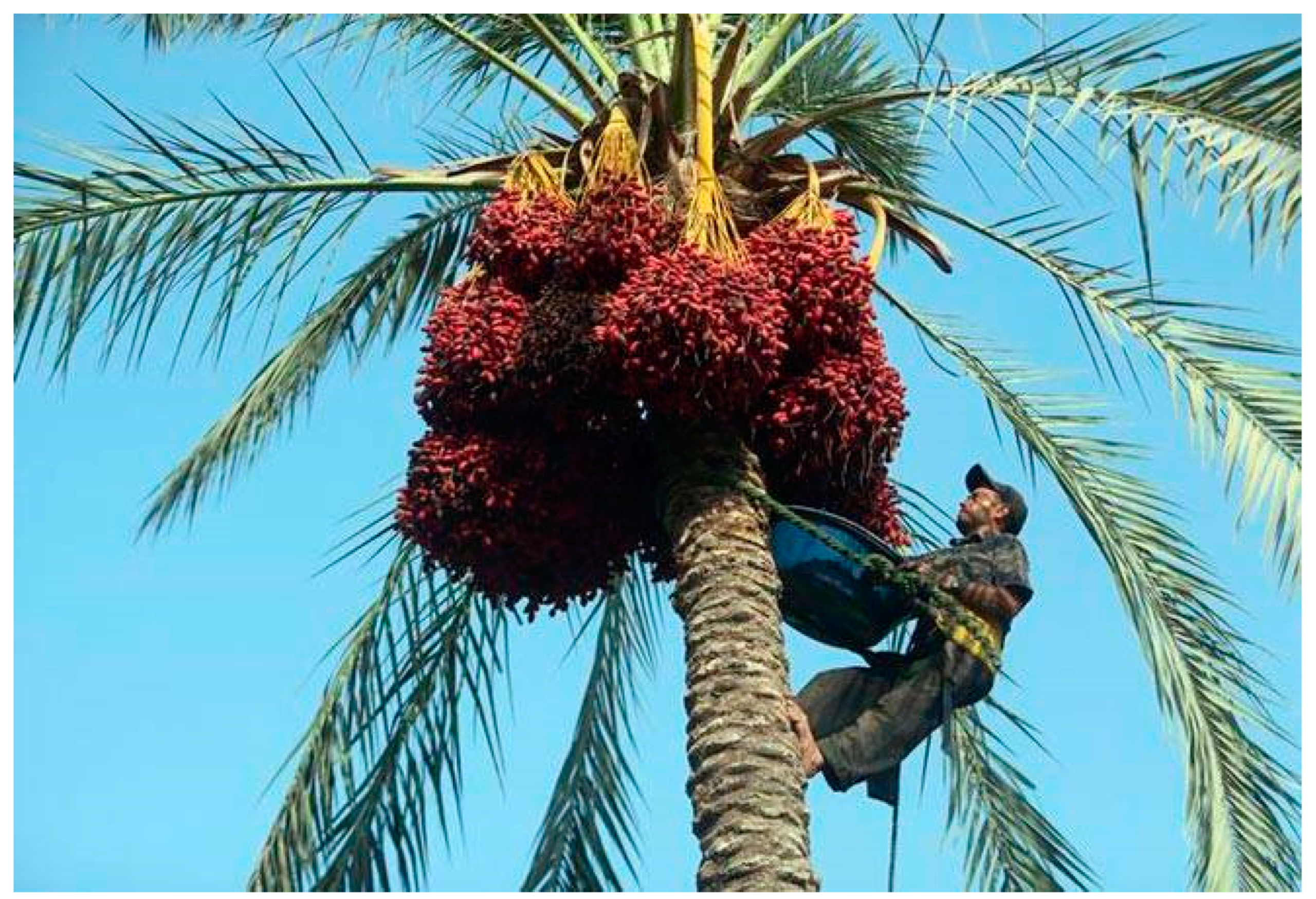 A date palm worker in Egypt - Photo - MDPI