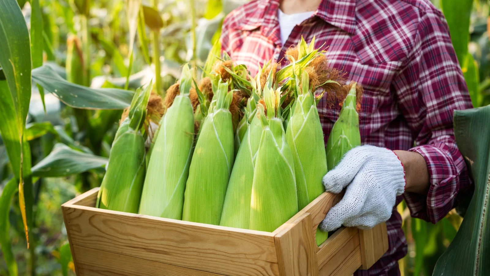 Corn-harvesting - Photo - Epic Gardening
