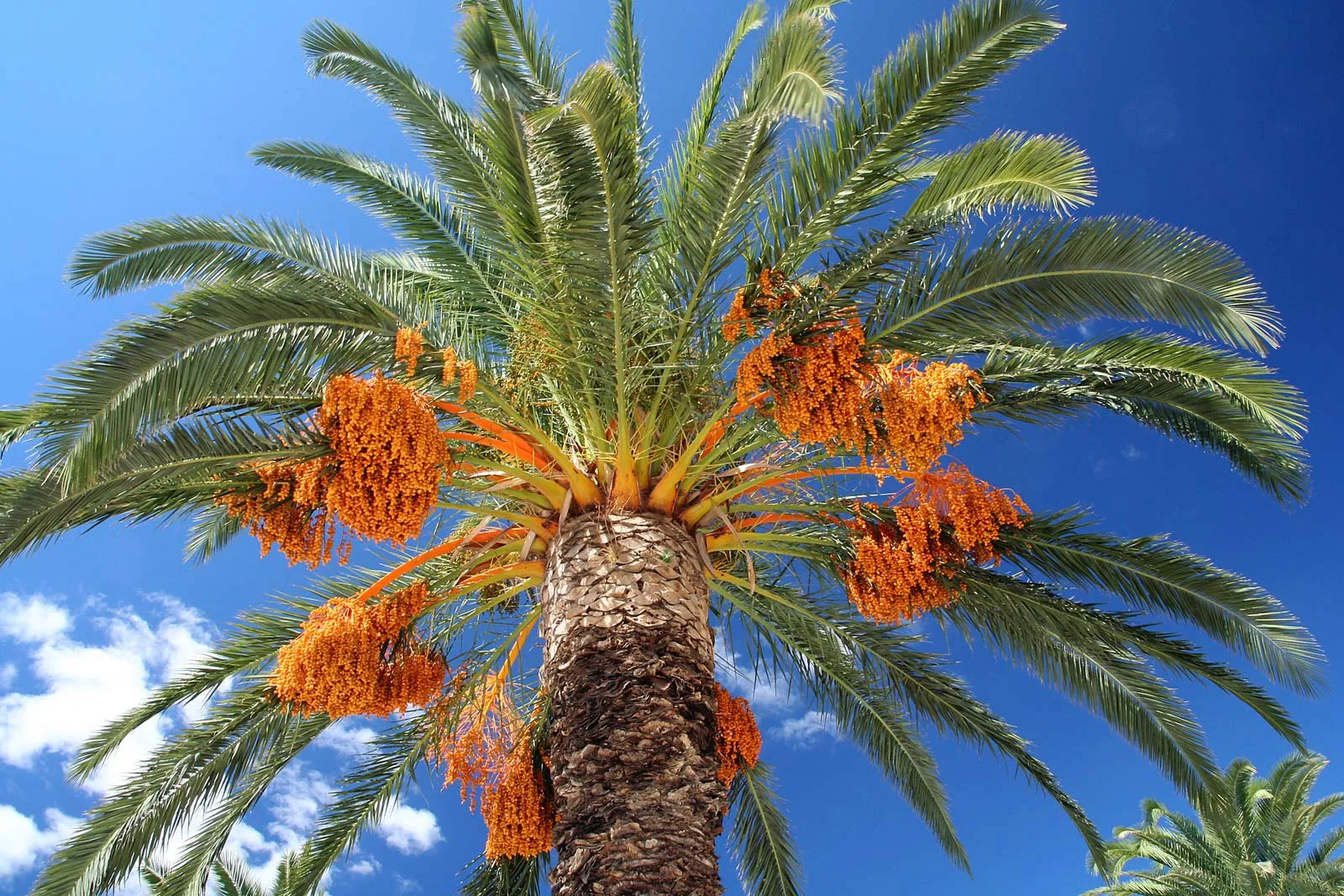 Date-palm 