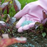 FAO warns again, Fertilizer shortage to affect 2026 and 2027 Crops