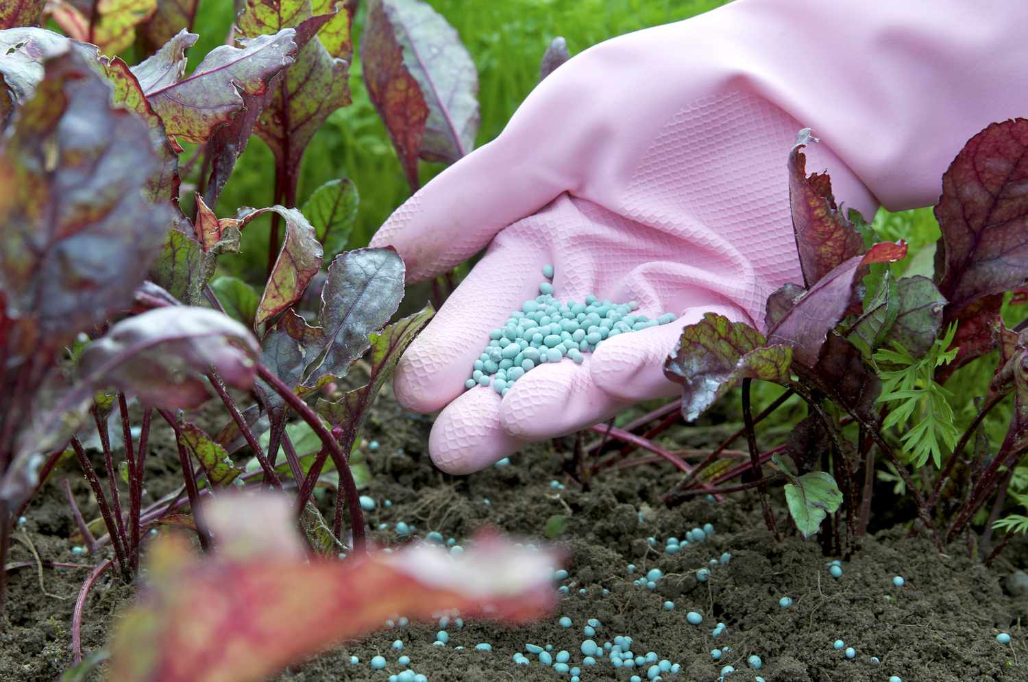 World faces fertilizer shortage