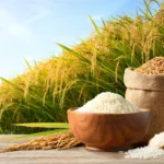 Global rice production is set to decline for the first time in 11 years<br><span  style=' color: grey; text-align: right;'>India faces a decline in monsoon rains, and the Middle East conflict is exacerbating the situation</span>