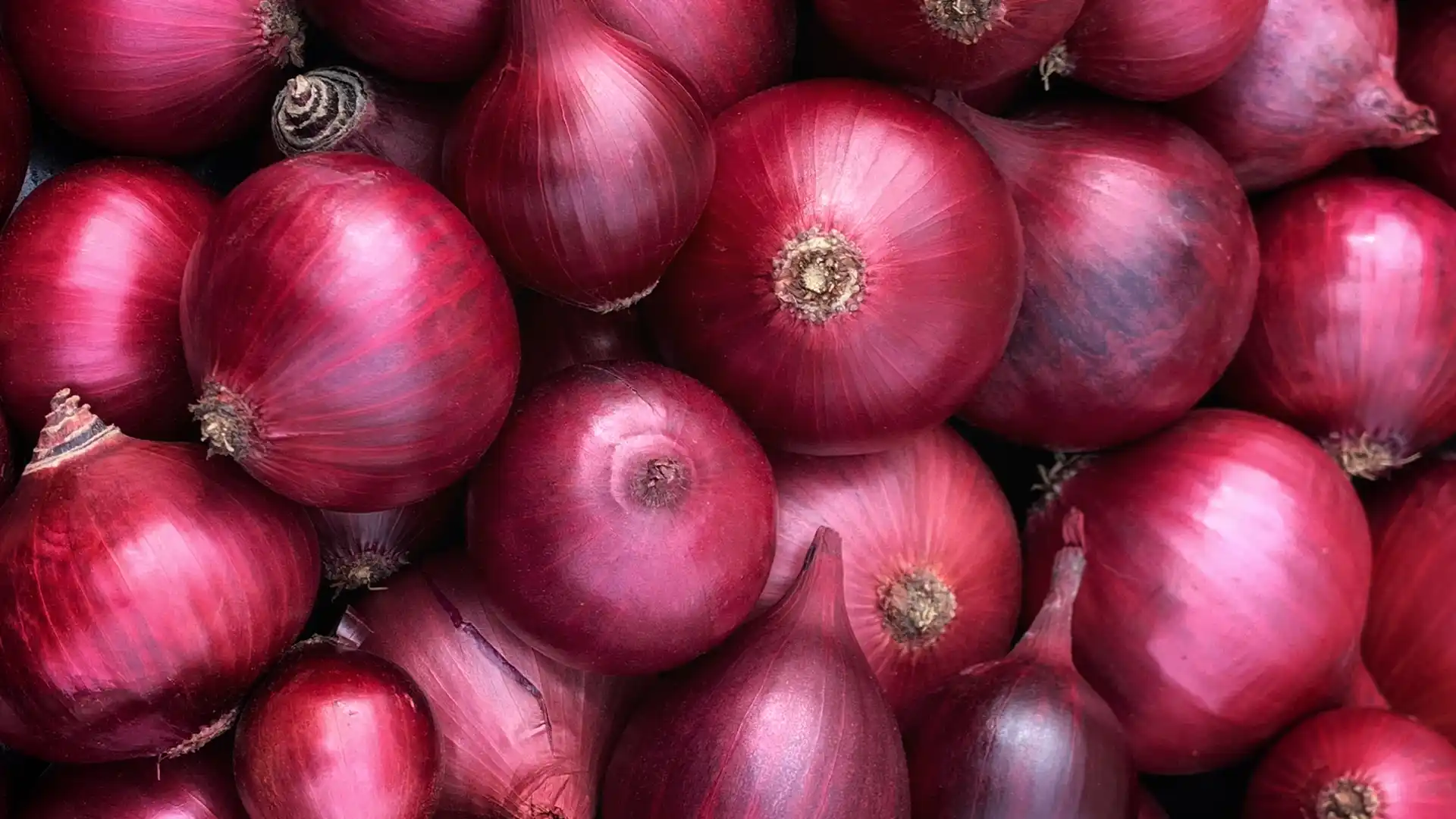 Onions - Photo -Medan Free Zone
