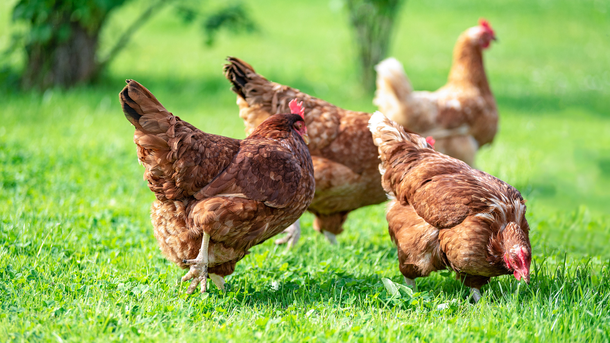 Poultry meat rises - Photo - CDC