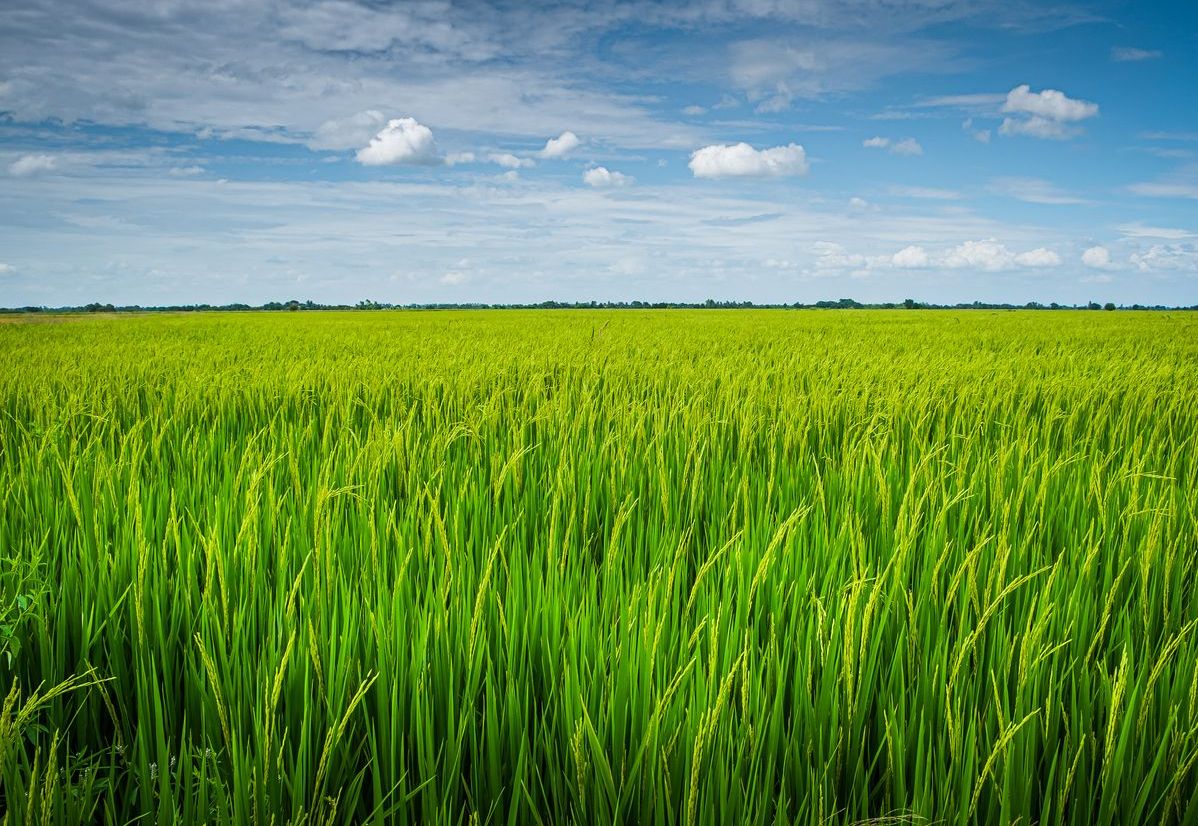 Rice plants - Photo - ISAAA.org