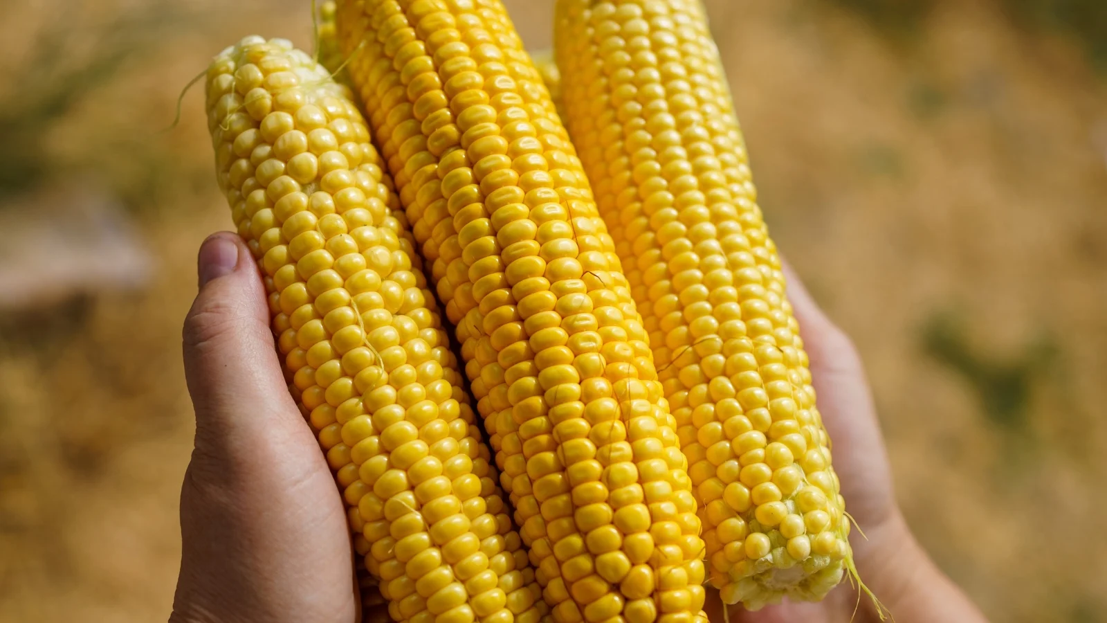 Sweet corn planting tips - Photo - Epic Gardening