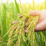 Thailand’s rice exports loss of nearly 200,000 tonnes in 3 months