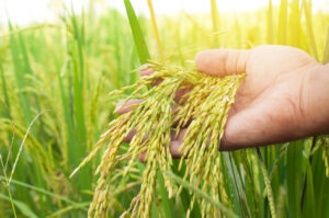 Thailand’s rice exports loss of nearly 200,000 tonnes in 3 months<br><span  style=' color: grey; text-align: right;'>Due to the disruptions in the Strait of Hormuz, half of it is from Iraq's imports</span>