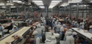 US faster Slaughterhouse Line Speeds Are Increasingly a Climate Problem<br><span  style=' color: grey; text-align: right;'>Additional 95.4 billion liters of water used a year</span>