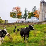 Drought in U.S. threatens winter wheat harvests and cattle producers<br><span  style=' color: grey; text-align: right;'>It is also colliding with higher input costs</span>