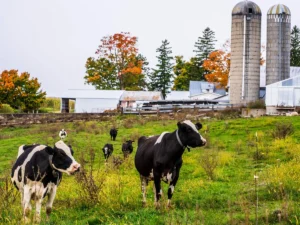 Drought in U.S. threatens winter wheat harvests and cattle producers<br><span  style=' color: grey; text-align: right;'>It is also colliding with higher input costs</span>