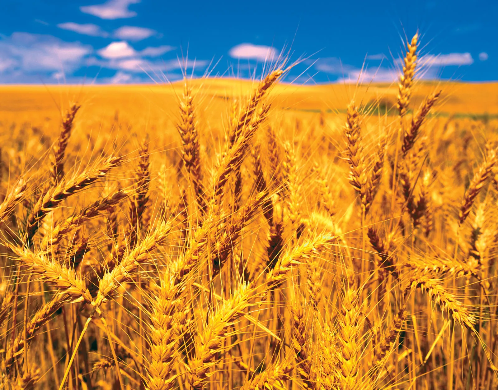 Increased wheat prices contribute to the rise in the World Food Price Index in April 2026 - Photo - Britannica