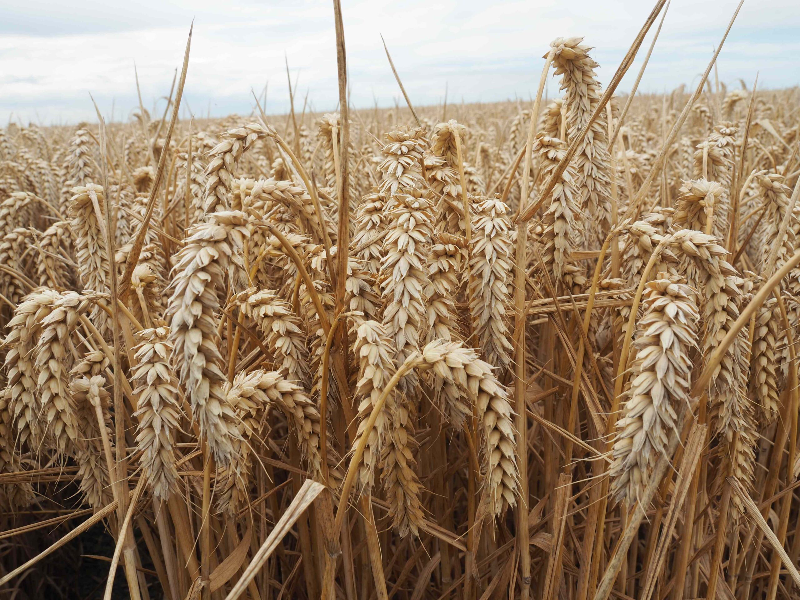Wheat..jpg - Photo - Agriland