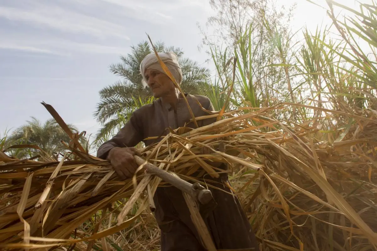 An Egyptian farmer in a sugarcane field – Photo- Middle East Monitor
