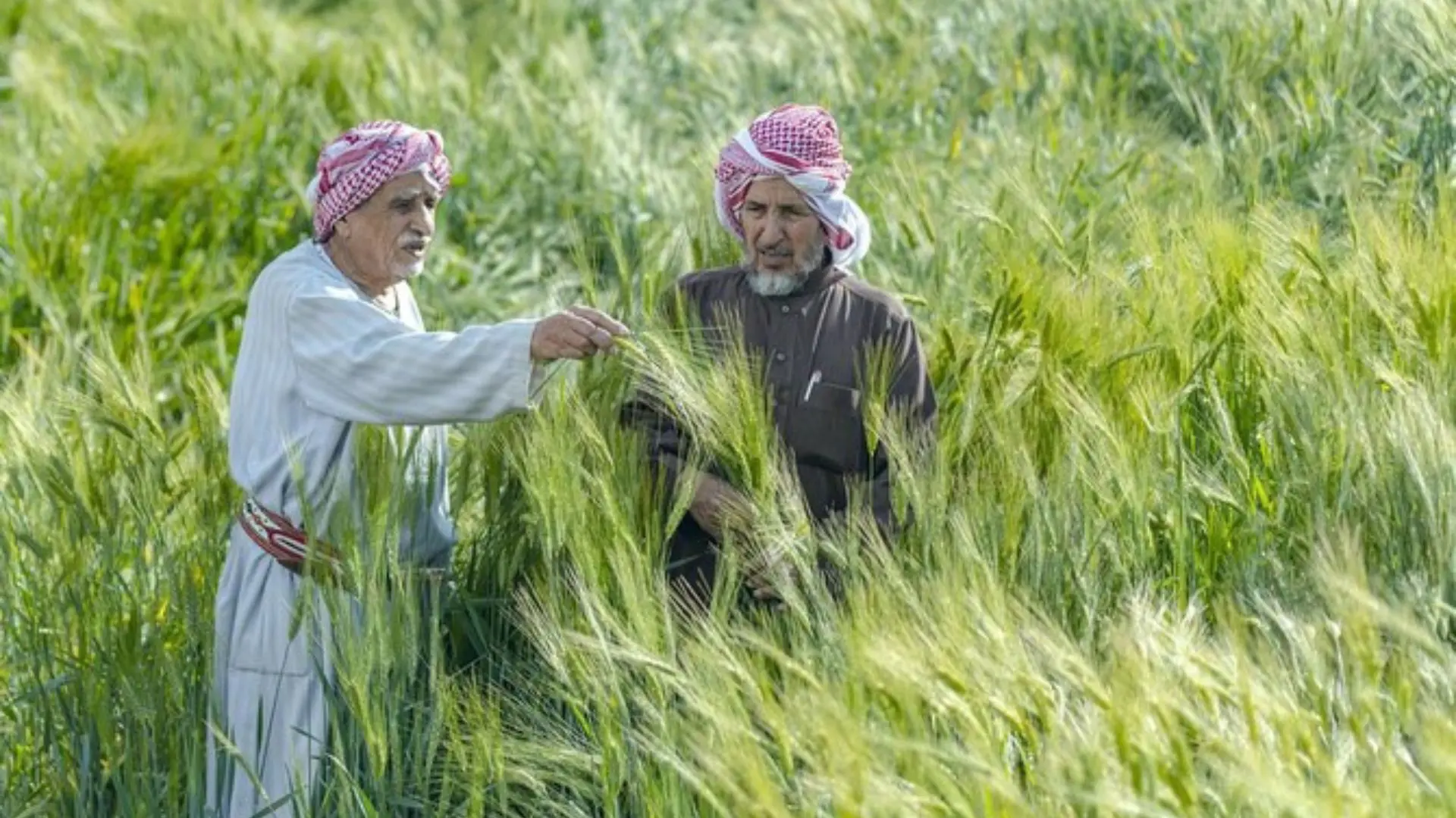 Arab Farmers