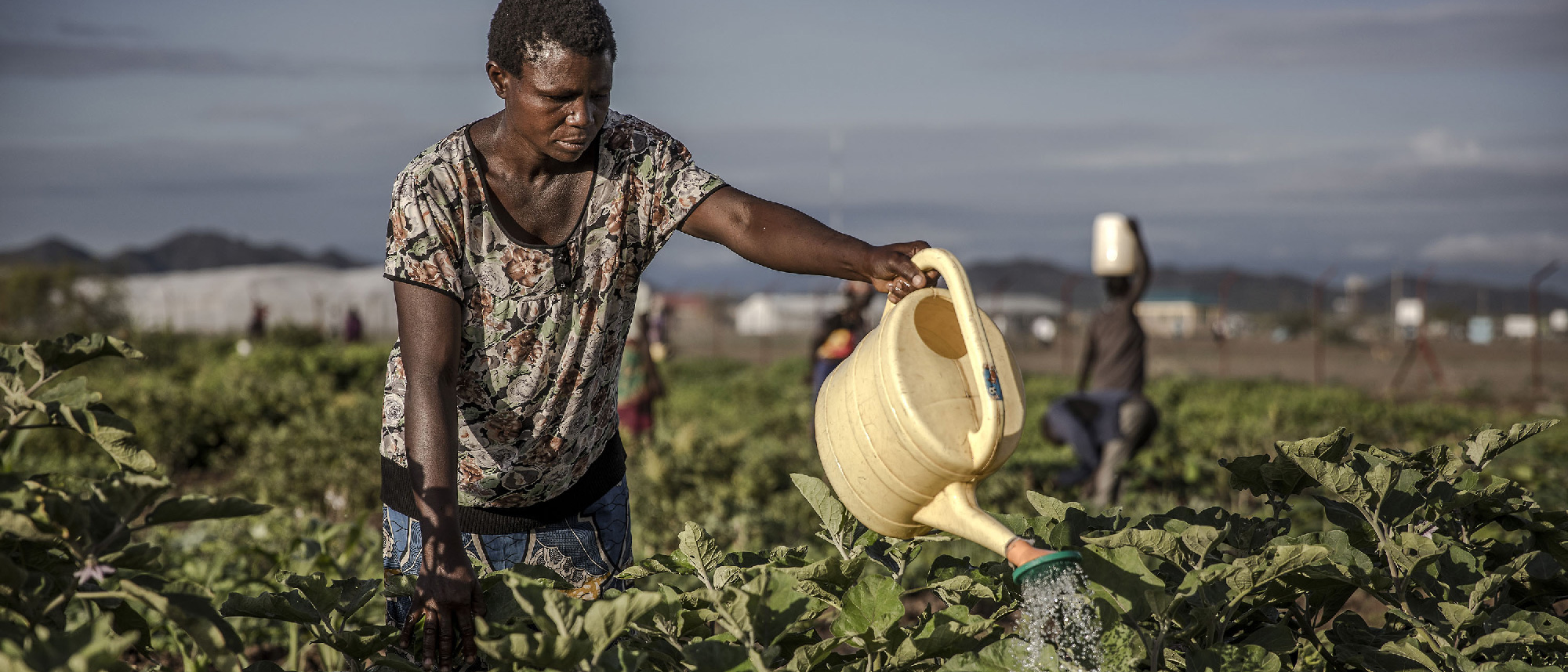 An African farmer waters her plants