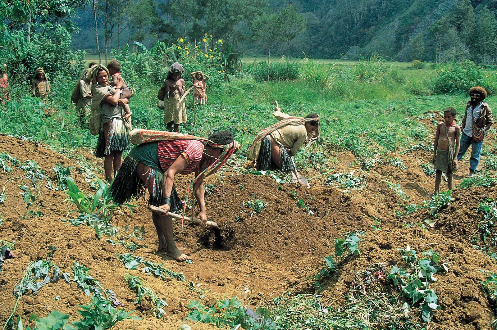 Farmers in field 