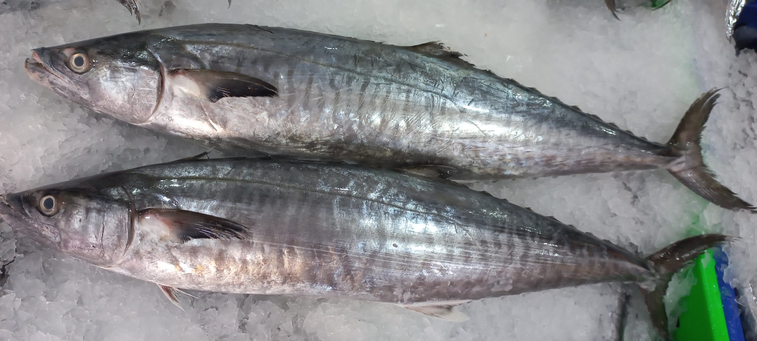 Narrow-barred Spanish mackere - Photo - baseafood ii.jpg