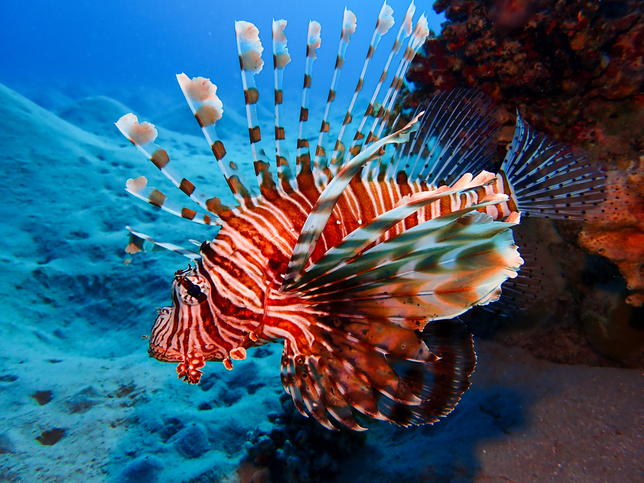 Red Sea Creatures