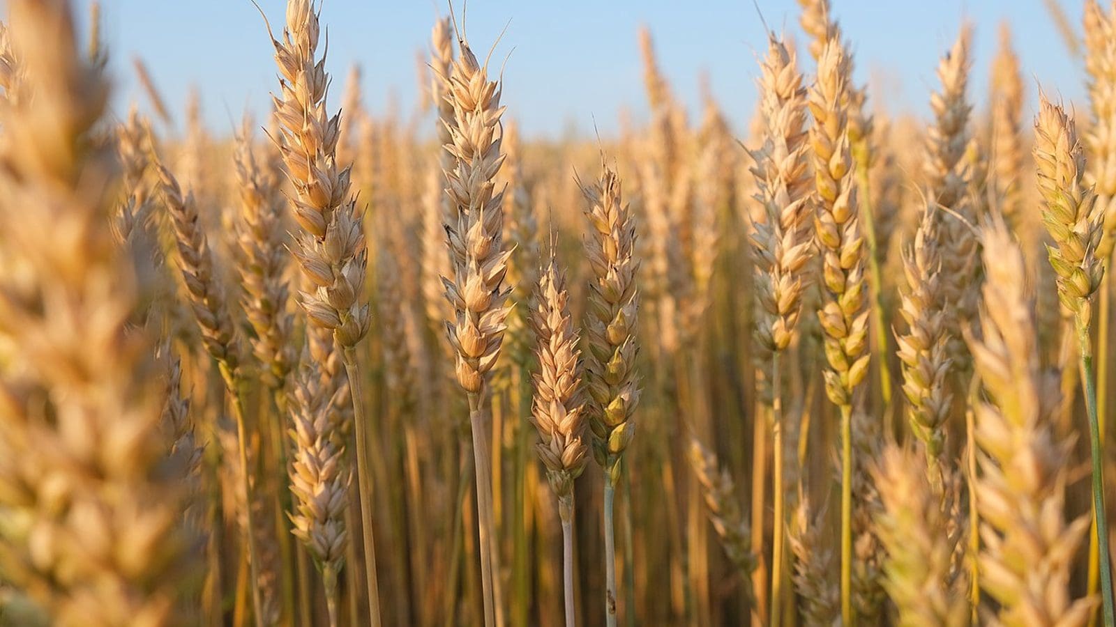 Wheat field in Egypt 