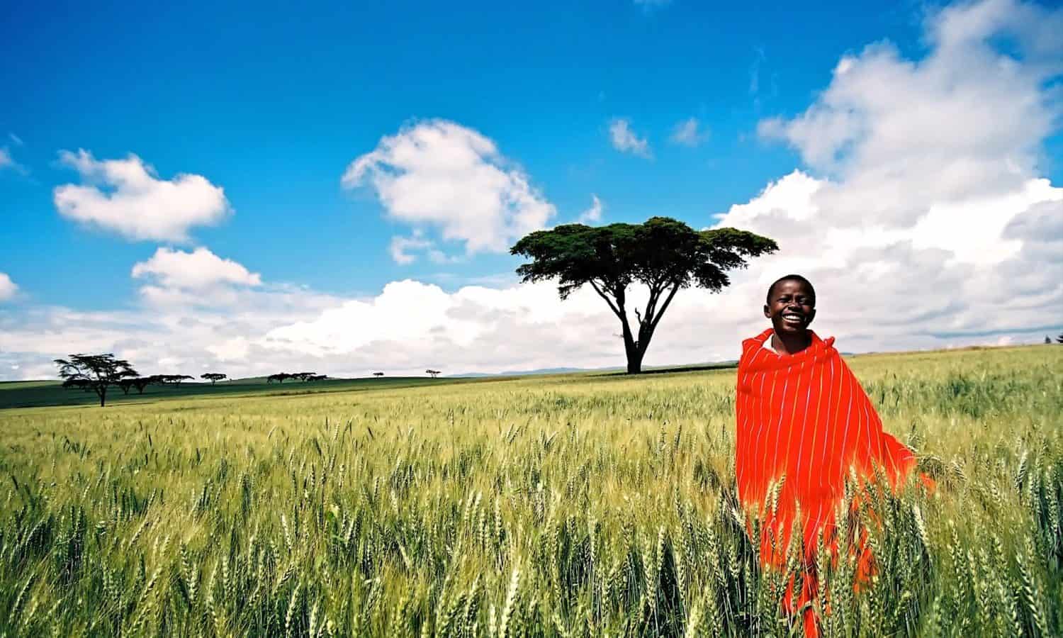 African farmer in wheat field 