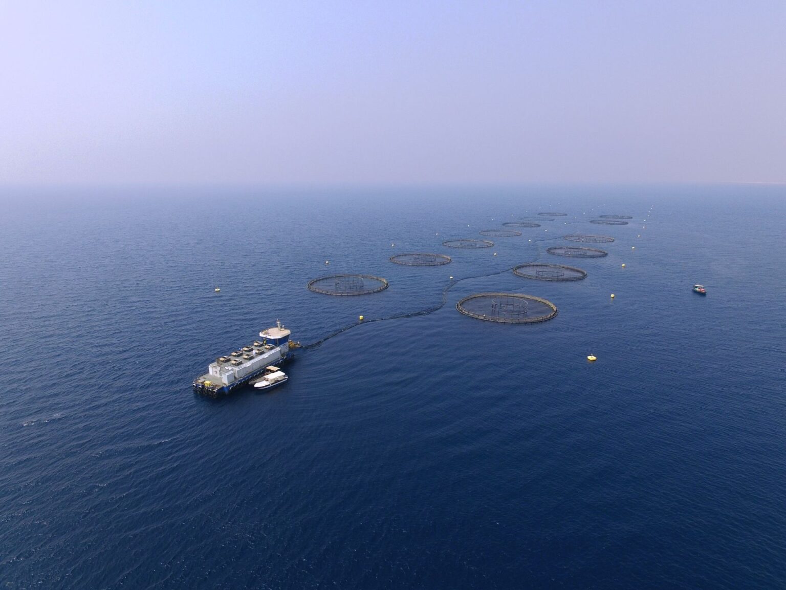Growth in Saudi Arabia's fish production – Photo - Naqwa