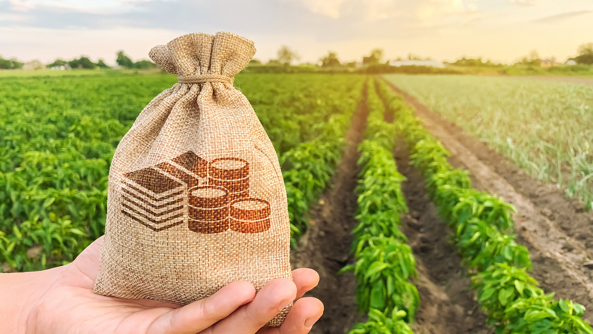 Easier food trade can decree prices - Photo - Innovation News Network