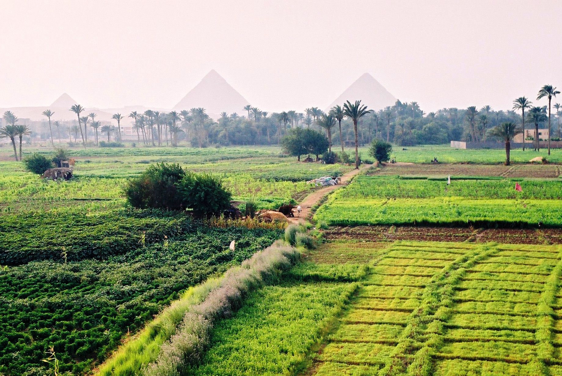 Egyptian agricultural land - Photo - KGS Industry
