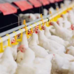 FAO Food Price Index down in June 2026<br><span  style=' color: grey; text-align: right;'>Poultry driving meat to a new record high</span>