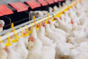 FAO Food Price Index down in June 2026<br><span  style=' color: grey; text-align: right;'>Poultry driving meat to a new record high</span>