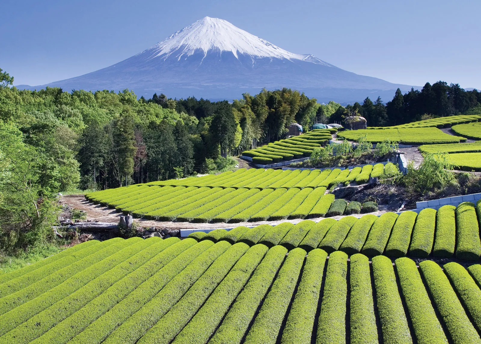 Tea plants - Photo - Britannica