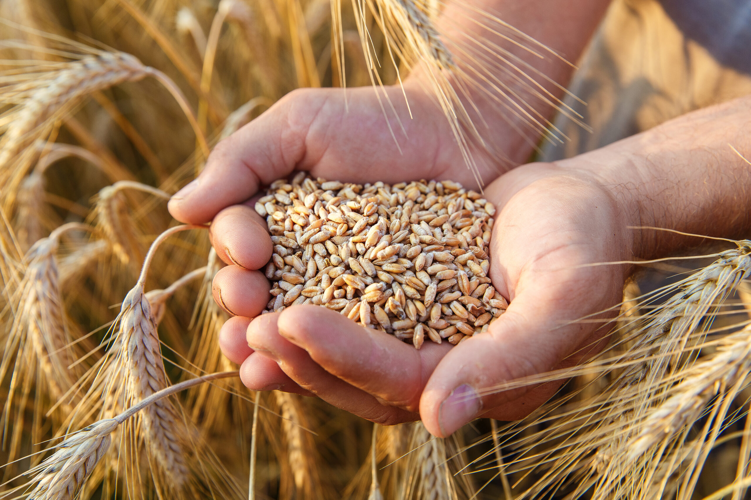 Wheat - Photo - Engrain
