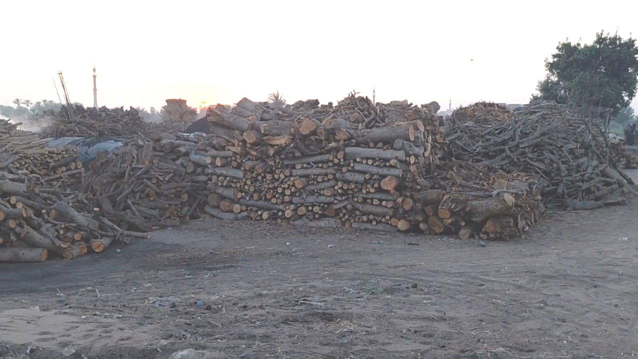 Wood in an Egyptian traditional charcoal kiln