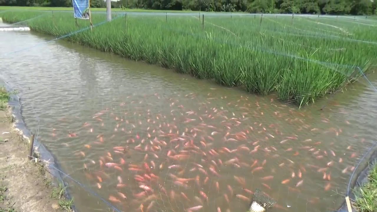Rice utilize water for fish farming