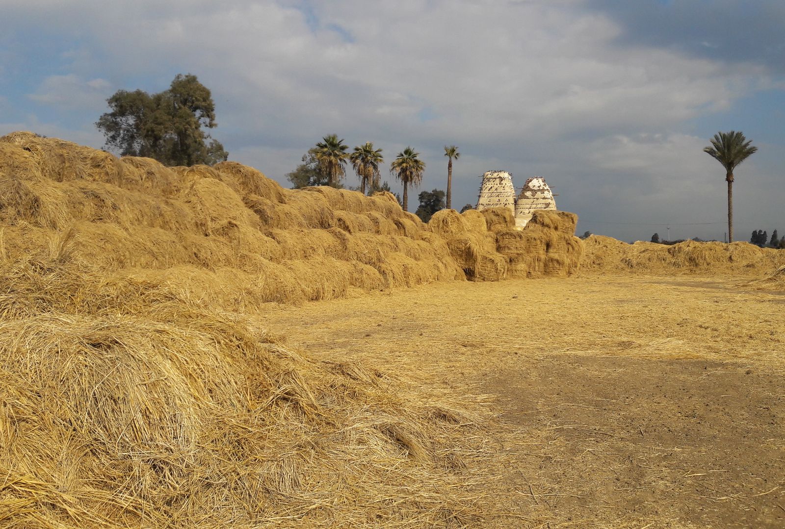 rice straw in Egypt - Photo - Feedipedia