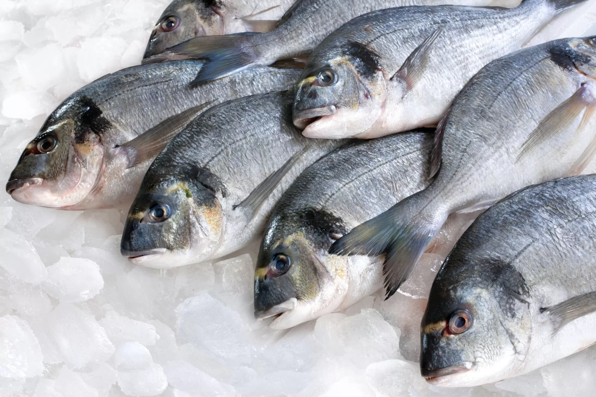 Egyptian tilapia