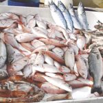 Prices of fish  in Egypt not really increased, water scarcity threatens production