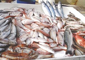 Prices of fish  in Egypt not really increased, water scarcity threatens production<br><span  style=' color: grey; text-align: right;'>At the first International Conference on Sustainable Livestock Development</span>