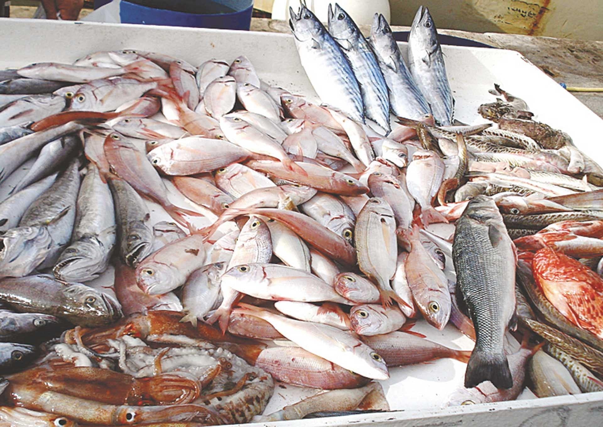 Fish in Egypt face 15 challenges