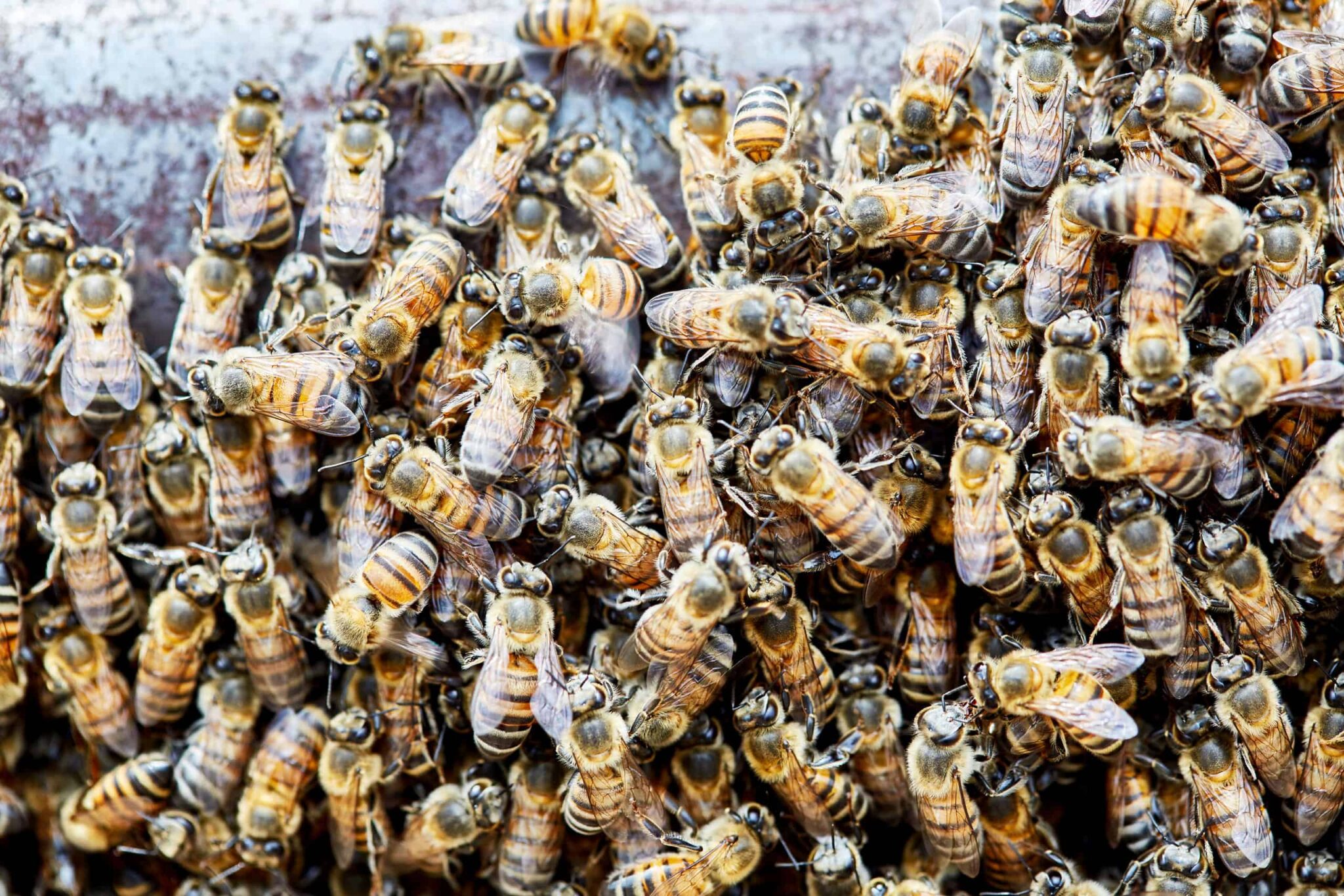 A large number of bees huddled together 
