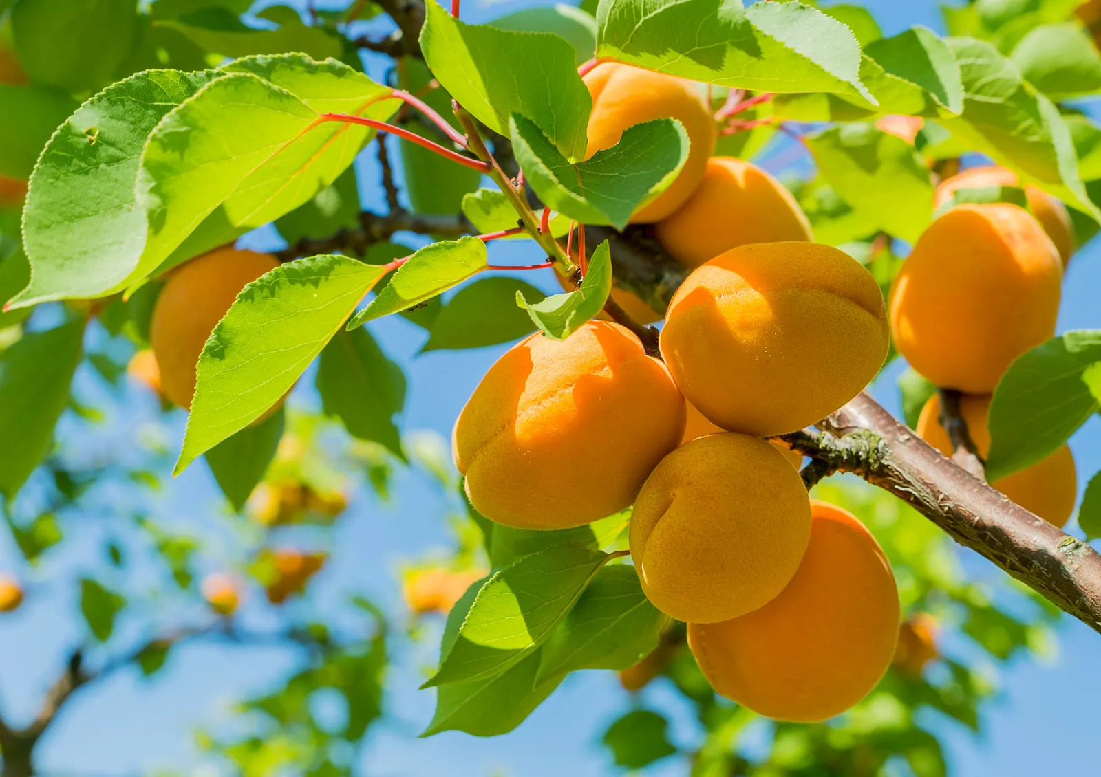 Apricots - Photo - Britannica