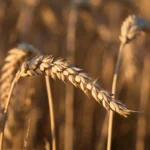 FAO Food Price Index up again in July 2026