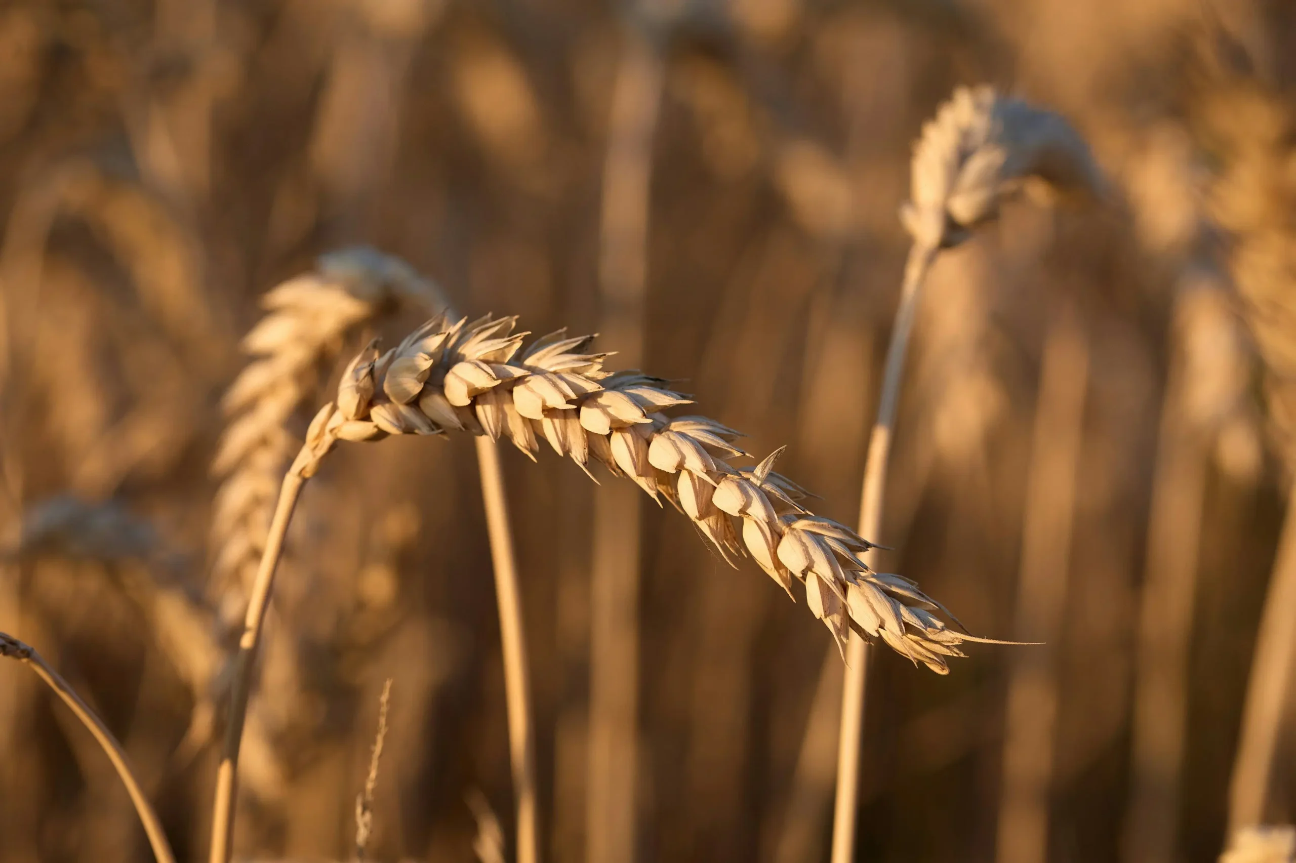 FAO Food Price Index up again in July 2026