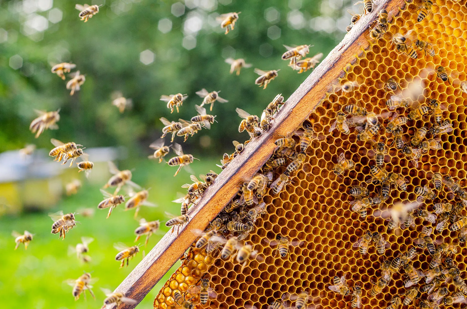 Beehive