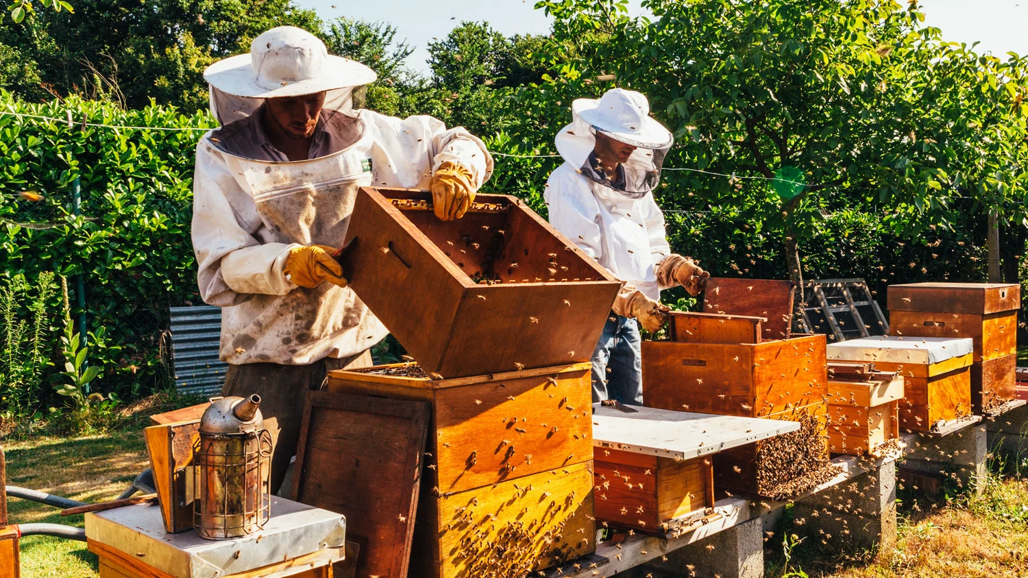 Two beekeepers in an apiary – Photo - Honey House