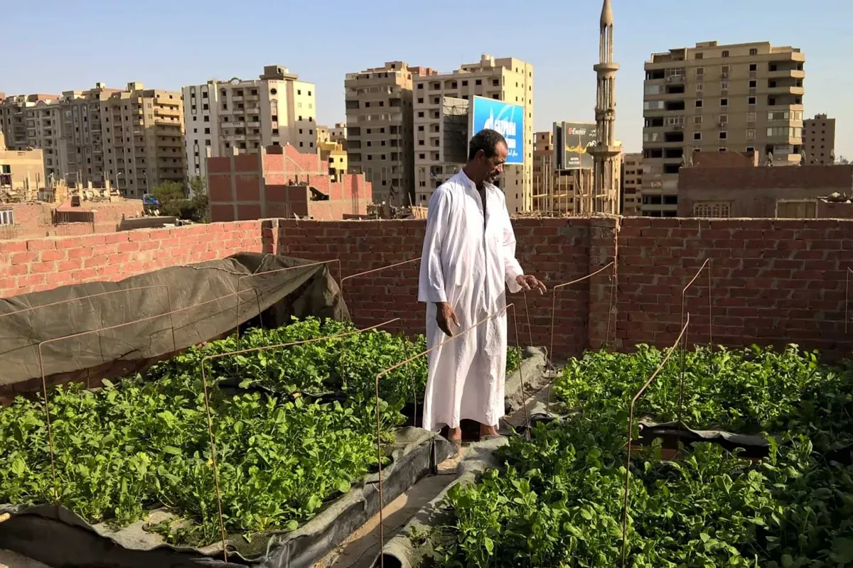 Rooftop farming in Egypt