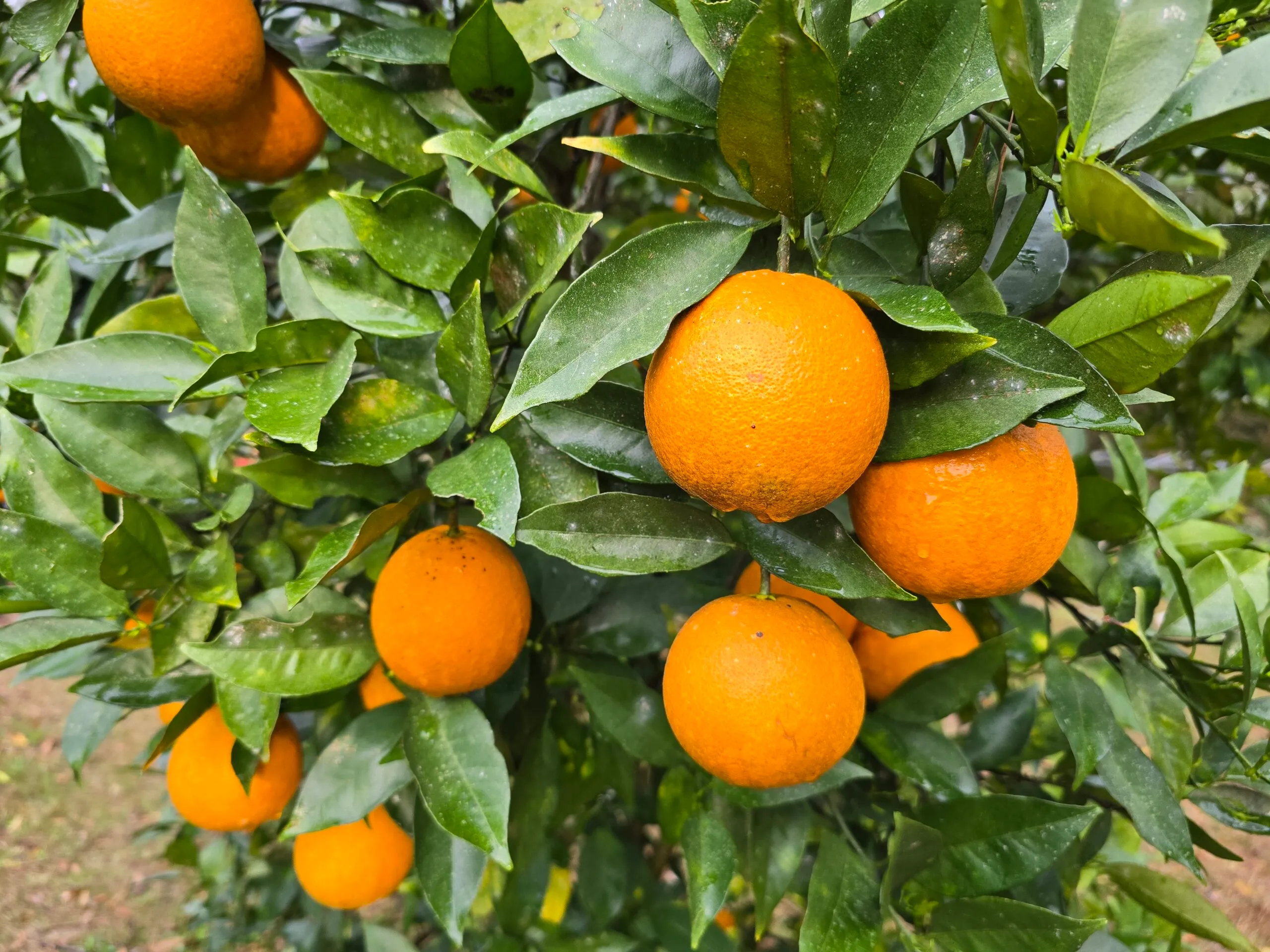 Moroccan orange