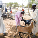 Livestock vaccination campaign in Sudan starts<br><span  style=' color: grey; text-align: right;'>FAO: The conflict destroyed Central Veterinary Research Laboratory</span>