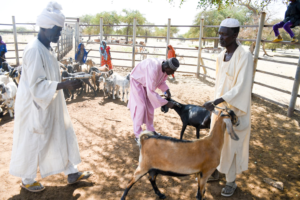 Livestock vaccination campaign in Sudan starts<br><span  style=' color: grey; text-align: right;'>FAO: The conflict destroyed Central Veterinary Research Laboratory</span>